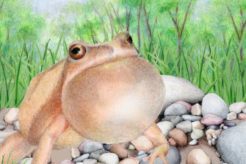 Spring Peeper